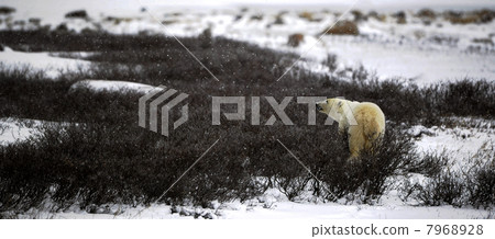 The polar bear sniffs. The polar bear sniffs. 7968928