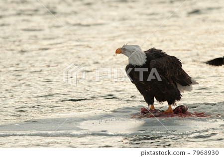 Bald Eagle feeding Bald Eagle feeding 7968930