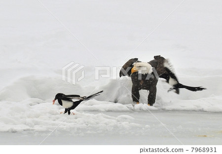 Bald Eagle feeding Bald Eagle feeding 7968931