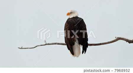 Bald eagle perched on branch 7968932