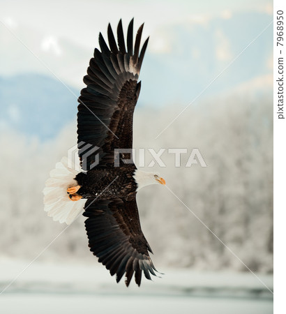 Flying Bald Eagle. 7968950
