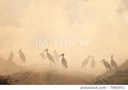 Marabou stork in the smog. Marabou stork in the smog. 7968951