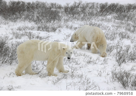 Two polar bears. 7968958
