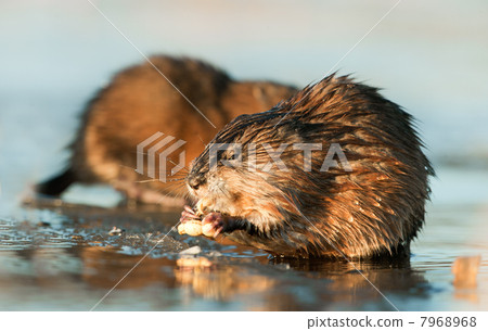 Eating Muskrat 7968968