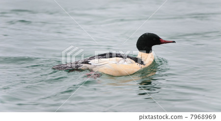 Common Merganser ( Mergus merganser ) Adult Male swimming 7968969