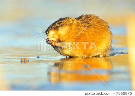 Eating Muskrat 7968970