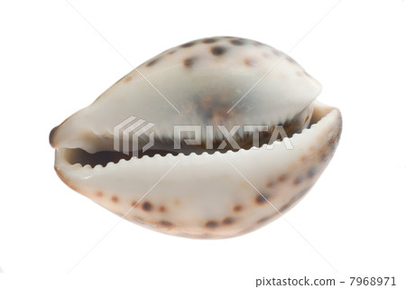 Sea cockleshell 7968971