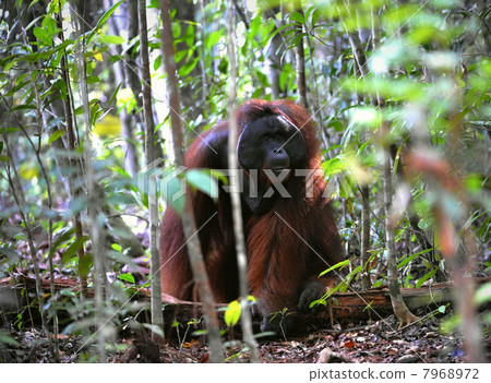 The adult male of the Orangutan. 7968972