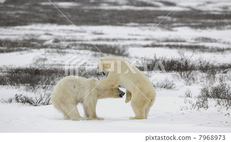 Fighting polar bears. 7968973