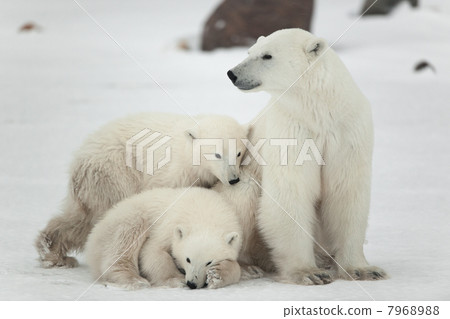 Polar she-bear with cubs. 7968988