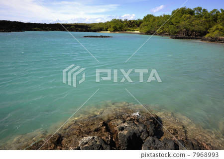 Tropical coast. 7968993