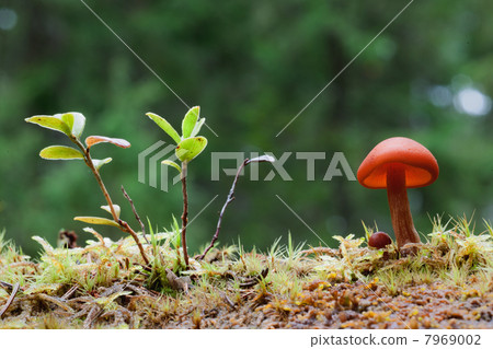 Common Rustgill. Common Rustgill. 7969002