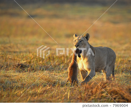 Lioness with prey. Lioness with prey. 7969004