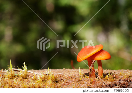 Common Rustgill. Common Rustgill. 7969005