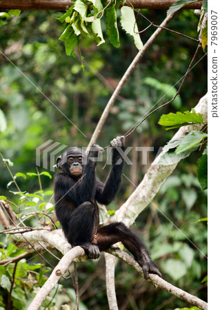 The cub Bonobo 7969007