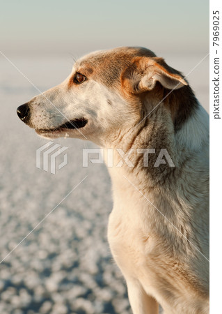 Portrait of a dog Portrait of a dog 7969025