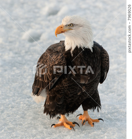 Close up Portrait of a Bald Eagle Close up Portrait of a Bald Eagle 7969026