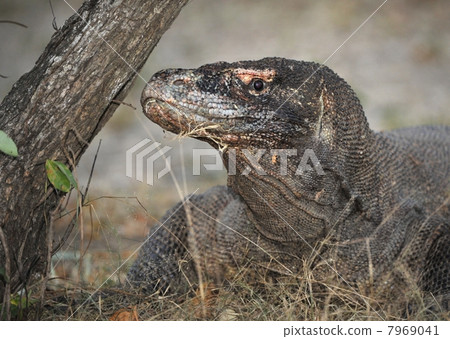 Close-up of Komodo dragon Close-up of Komodo dragon 7969041