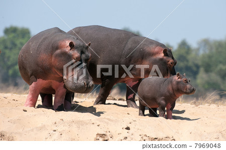 Family of hippopotamuses 7969048