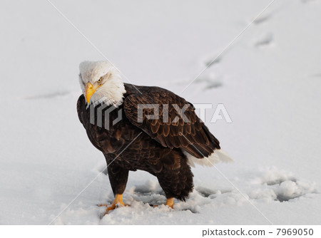 Bald Eagle on the snow. Bald Eagle on the snow. 7969050