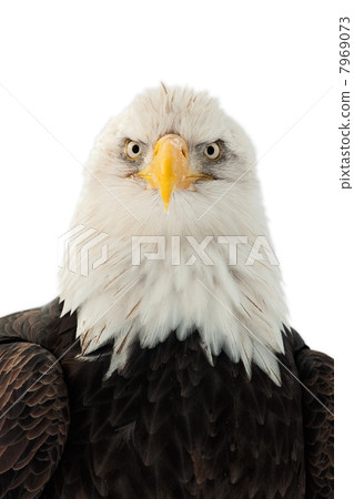 Close up Portrait of a Bald Eagle 7969073