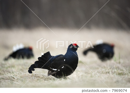 Lekking black grouse (Tetrao tetrix)k. Lekking black grouse (Tetrao tetrix)k. 7969074
