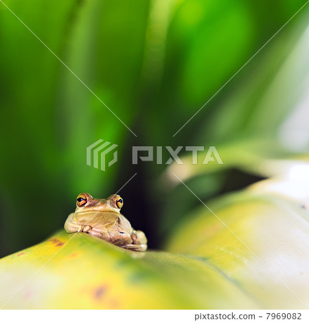 Cuban Tree Frog (Osteopilus Septentrionalis) Cuban Tree Frog (Osteopilus Septentrionalis) 7969082