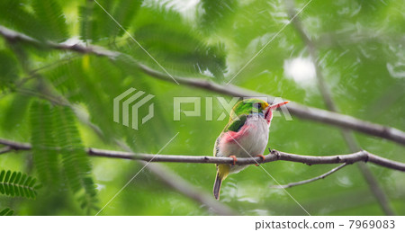 Todus multicolorCUBAN TODY (Todus multicolor) endemic species 7969083