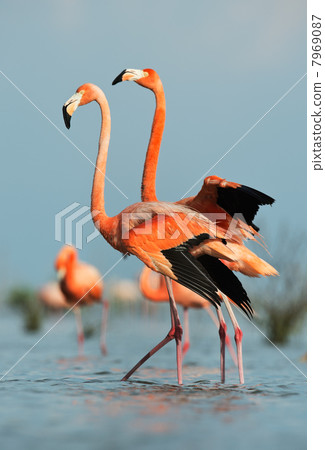 American Flamingo (Phoenicopterus ruber) American Flamingo (Phoenicopterus ruber) 7969087