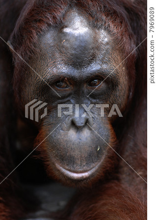 Orangutan Ben. Orangutan Ben. 7969089