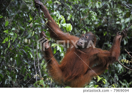 Juvenile Orangutan .Pongo pygmaeus Juvenile Orangutan .Pongo pygmaeus 7969094