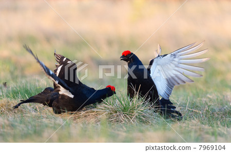 Fighting Black Grouses Fighting Black Grouses 7969104