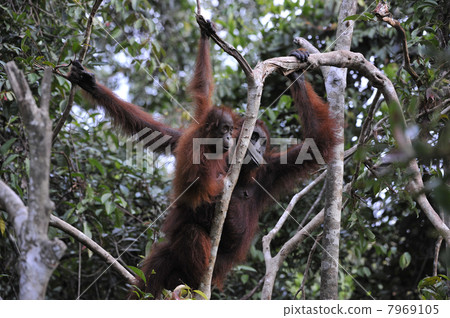 Mother Orangutan and Baby 7969105
