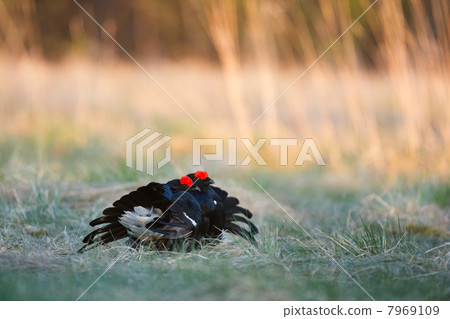 Lekking Black Grouses 7969109