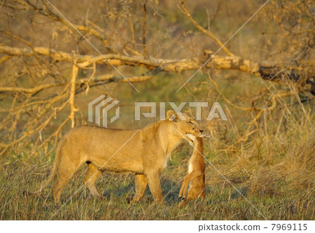 Lioness with prey. Lioness with prey. 7969115