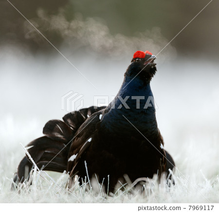 Lekking Black Grouse Lekking Black Grouse 7969117