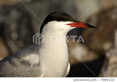 Common tern 7969118