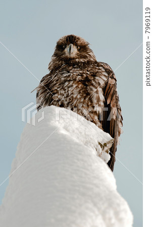 Bald eagle perched on branch 7969119
