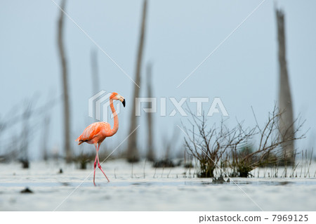 The pink Caribbean flamingo goes on water. The pink Caribbean flamingo goes on water. 7969125