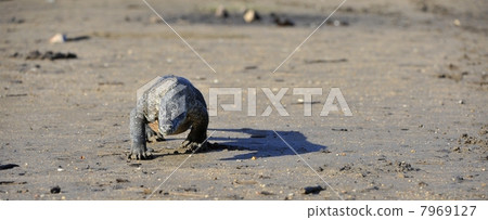 Komodo Dragon (Varanus komodoensis) 7969127