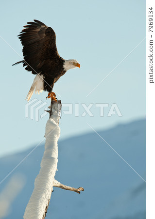 The Bald Eagle (Haliaeetus leucocephalus) 7969134