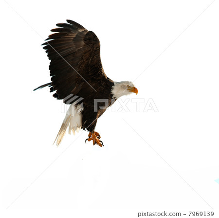 The Bald Eagle (Haliaeetus leucocephalus) The Bald Eagle (Haliaeetus leucocephalus) 7969139