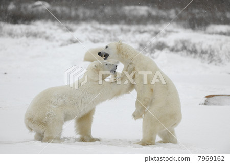 Fighting polar bears. Fighting polar bears. 7969162
