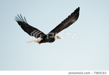 Flying Bald eagle. Flying Bald eagle. 7969163