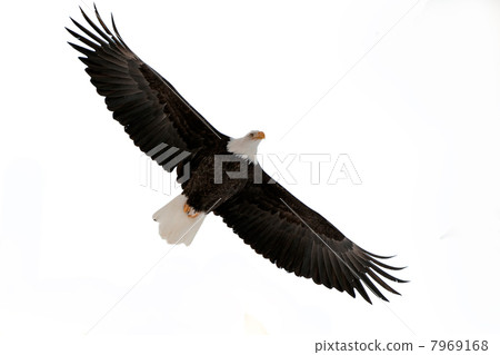 The Bald Eagle (Haliaeetus leucocephalus) The Bald Eagle (Haliaeetus leucocephalus) 7969168