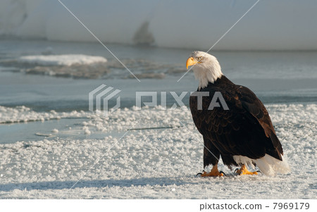 Portrait of an Adult Bald Eagle(Haliaeetus leucocephalus) on snow Portrait of an Adult Bald Eagle(Haliaeetus leucocephalus) on snow 7969179