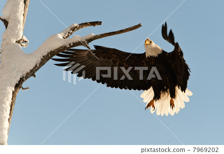 Landing of an eagle. Landing of an eagle. 7969202