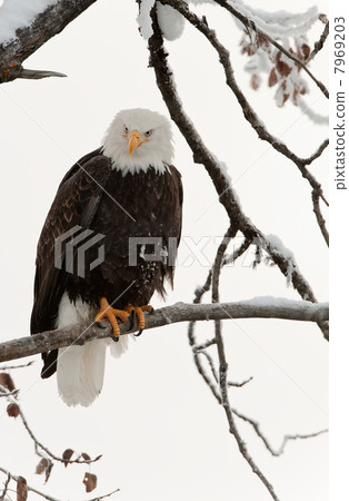 Bald eagle perched on branch Bald eagle perched on branch 7969203