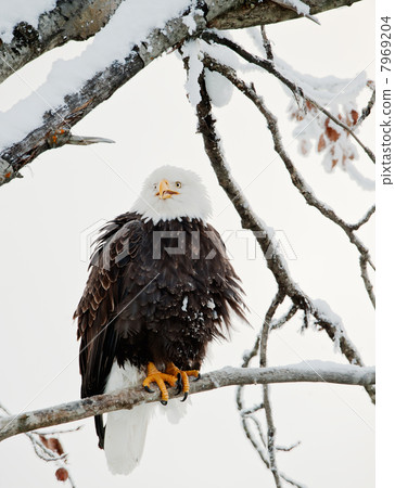 The shouting Bald eagle sits on a branch. The shouting Bald eagle sits on a branch. 7969204