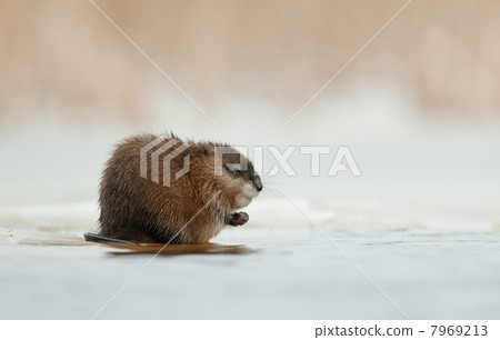 Wintering muskrat (Ondatra zibethicus) on the edge of the ice 7969213